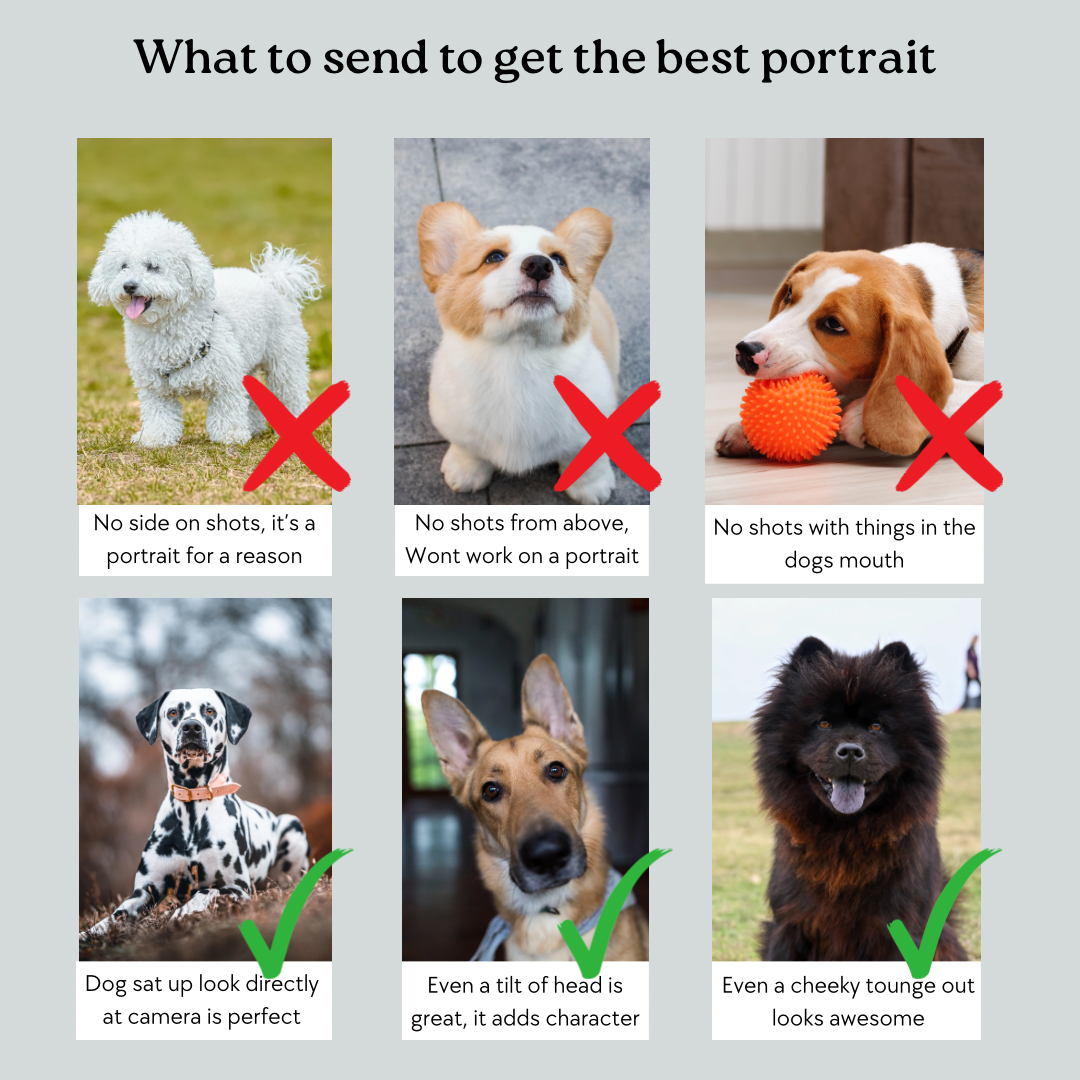 Minimal Pet Portrait